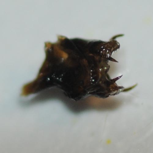 Melitaea deione