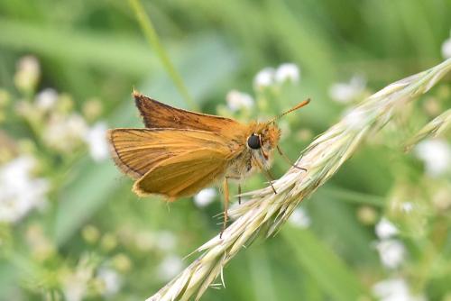 Réf. 290 214 : Thymelicus acteon
