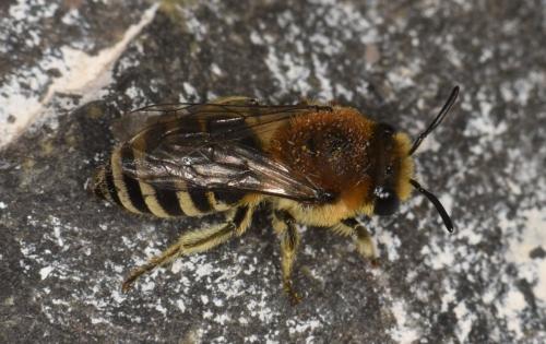 Réf. 290 637 : Colletes similis