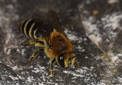 Réf. 290 638 : Colletes similis