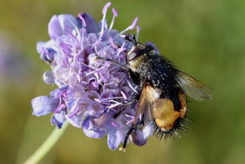 Réf. 290 154 : Nowickia ferox