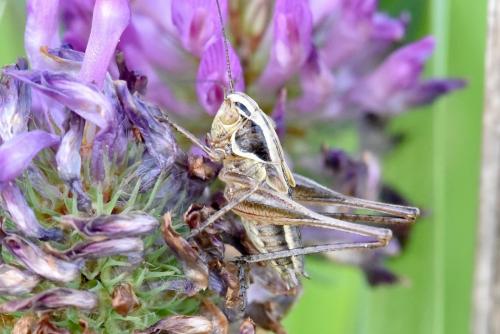 Tessellana tessellata tessellata