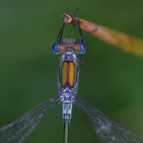 Lestes sponsa