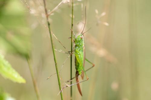 Réf. 290 507 : Conocephalus fuscus