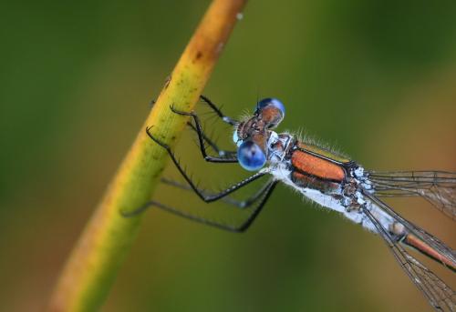Lestes sponsa