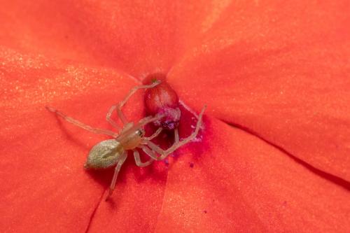 Cheiracanthium sp.