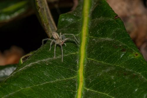 Cheiracanthium sp.