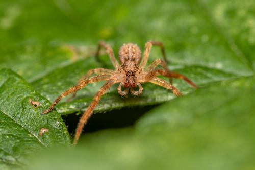 Zoropsis sp.