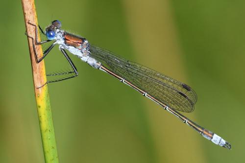 Lestes sponsa