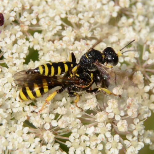Ectemnius lituratus