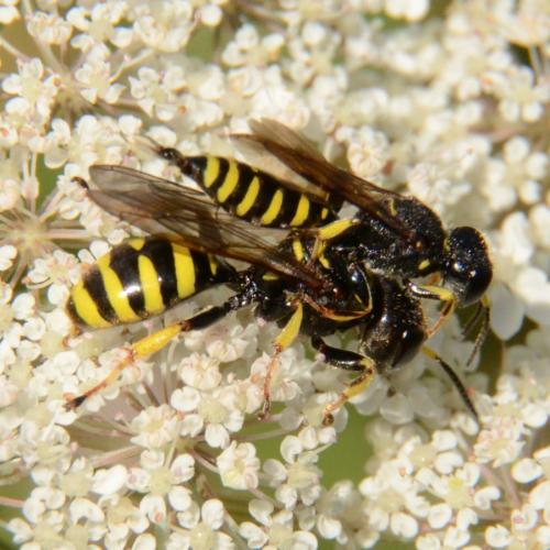 Réf. 290 279 : Ectemnius sp.