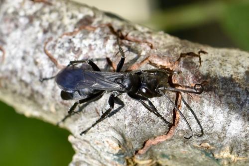 Réf. 290 198 : Anoplius sp.