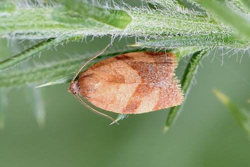 Réf. 290 404 : Cacoecimorpha pronubana
