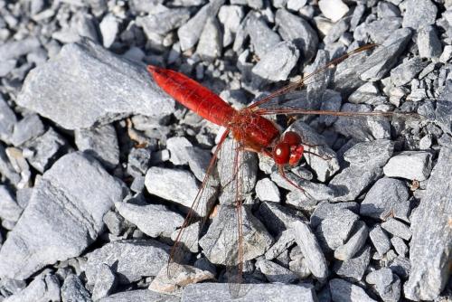 Réf. 290 405 : Crocothemis erythraea