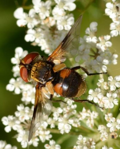 Réf. 290 195 : Ectophasia sp.