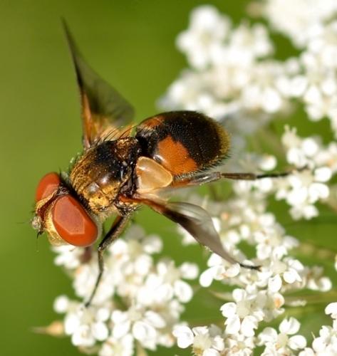 Réf. 290 179 : Ectophasia sp.