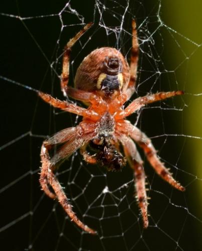 Araneus diadematus