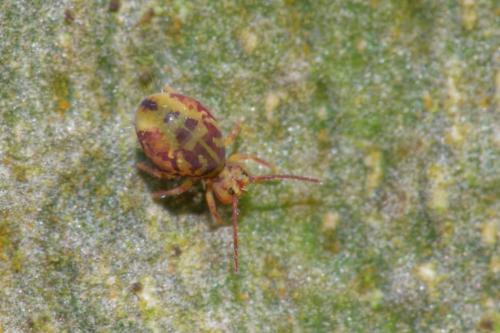 Réf. 290 478 : Dicyrtomina ornata