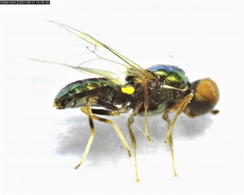 Réf. 290 362 : Microchrysa flavicornis