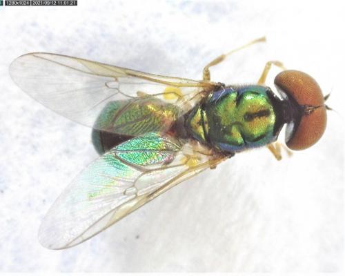 Réf. 290 363 : Microchrysa flavicornis