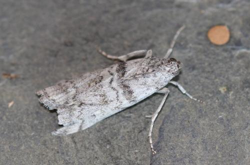 Réf. 290 153 : Dioryctria sp.