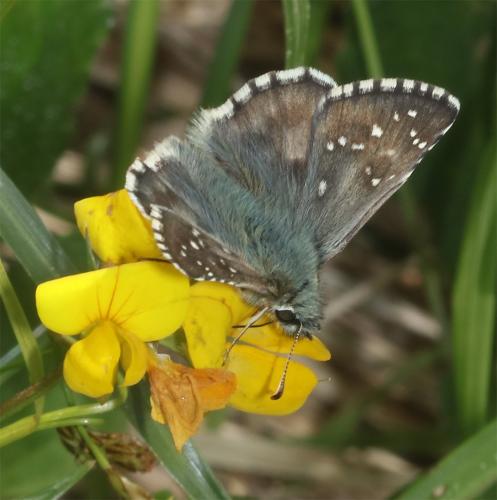 Réf. 290 053 : Pyrgus sp.