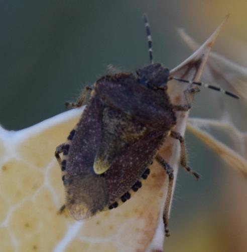 Dolycoris baccarum