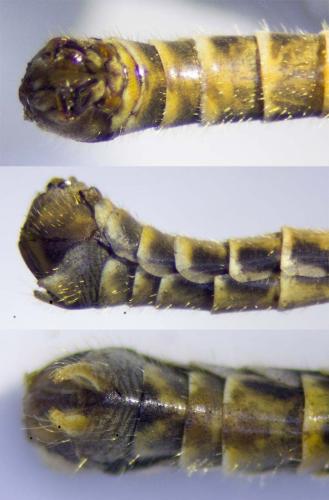 Tipula confusa