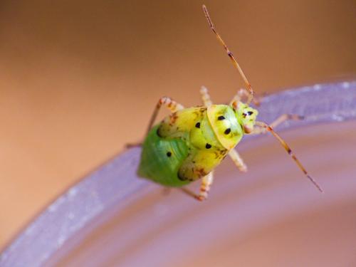 Lygus sp.