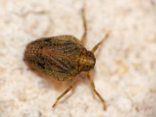 Réf. 290 269 : Issus sp.