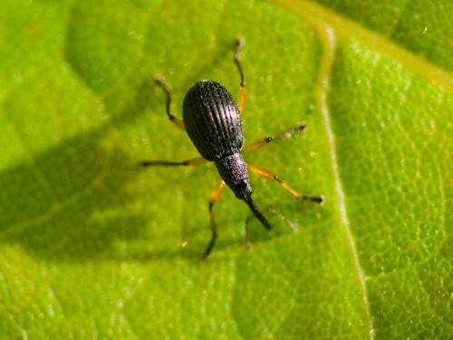 Réf. 290 276 : Protapion sp.