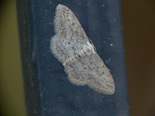Idaea seriata