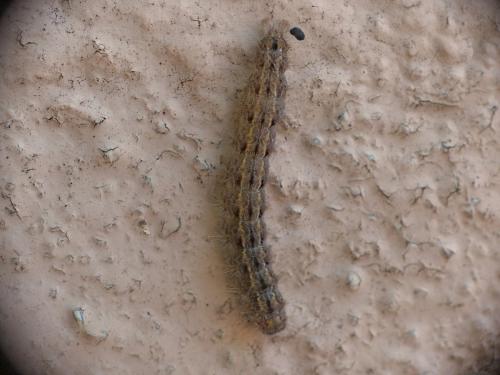 Eilema caniola