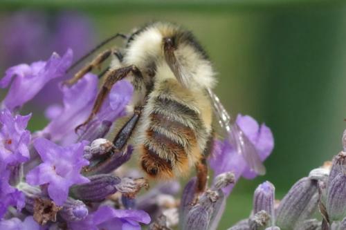 Réf. 290 416 : Bombus sylvarum