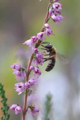 Réf. 290 440 : Andrena fuscipes
