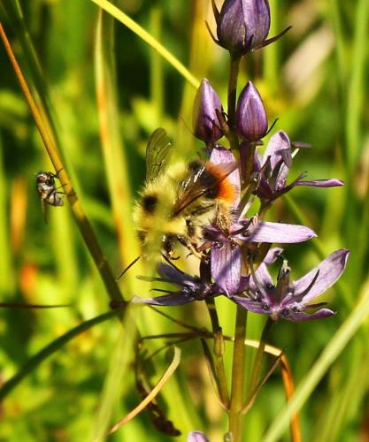 Bombus sp.