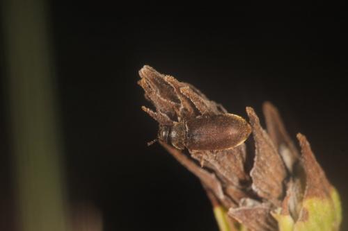 Scraptia dubia