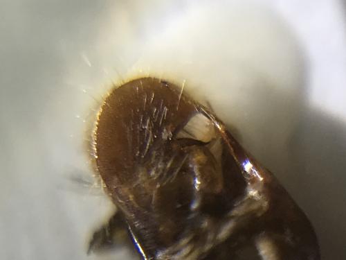 Pyrgus armoricanus