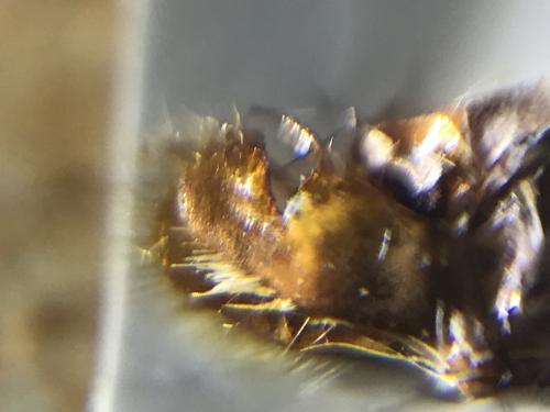 Réf. 290 008 : Pyrgus serratulae