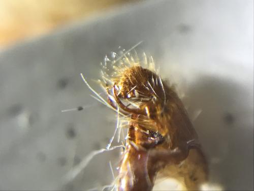Réf. 290 011 : Pyrgus serratulae