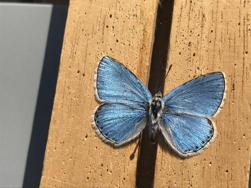 Polyommatus polonus