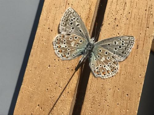 Polyommatus polonus