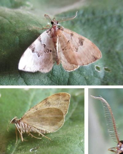 Colostygia pectinataria