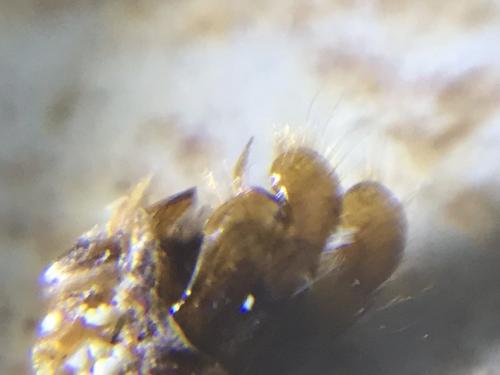 Réf. 290 098 : Pyrgus sp.