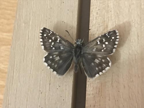 Pyrgus sp.