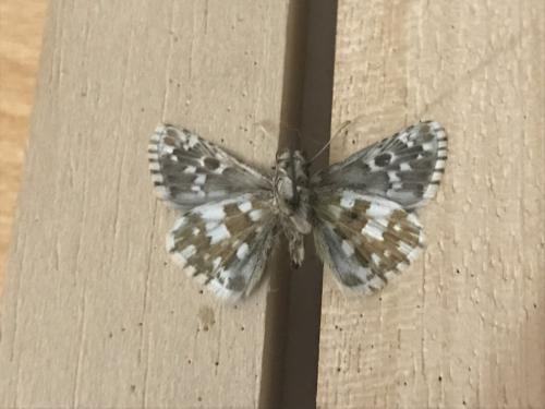 Pyrgus sp.