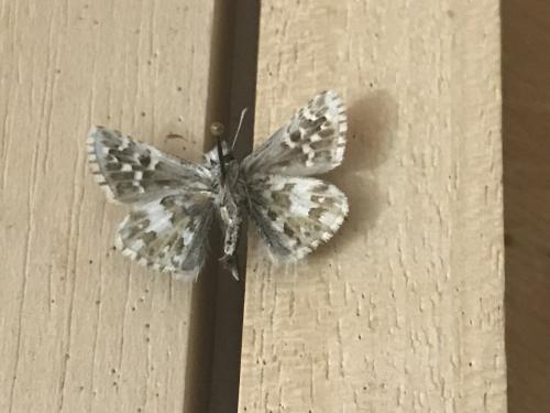 Réf. 290 102 : Pyrgus onopordi