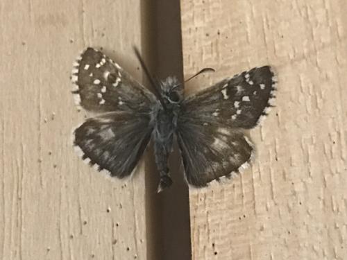 Réf. 290 103 : Pyrgus onopordi