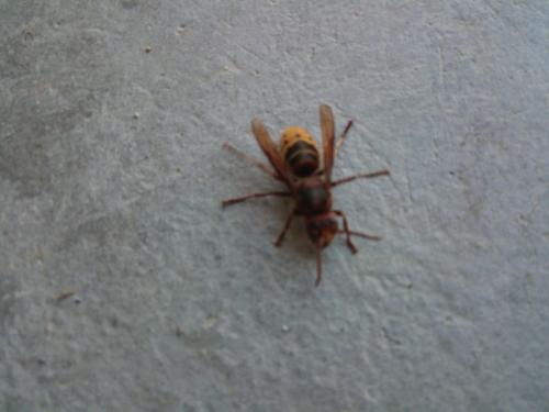 Réf. 290 394 : Vespa crabro