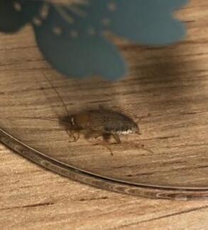 Planuncus vinzi
